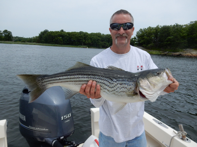 Mark's Merrimack River striper